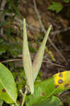 White milkweed